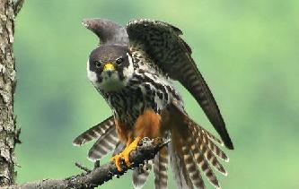 Чеглок птица (лат. Falco subbuteo)