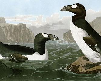 Бескрылая гагарка (лат. Pinguinus impennis)