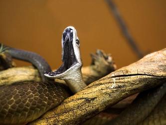 Черная мамба змея (лат. Dendroaspis polylepis)