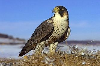 Птица сапсан (лат. Falco peregrinus)