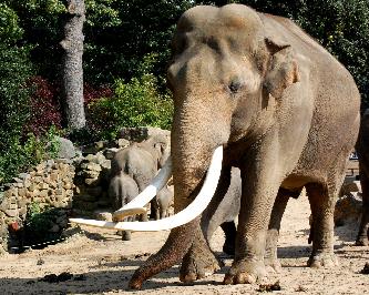Индийский слон животное (лат. Elephas maximus)