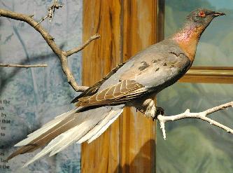 Странствующий голубь (лат. Ectopistes migratorius)