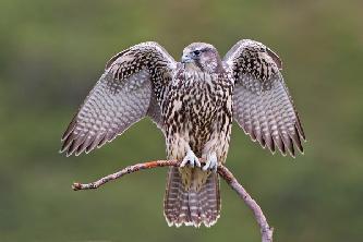 Птицы кречет (лат. Falco rusticolus)
