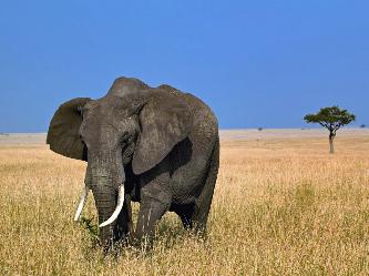 Африканский слон животное (лат. Loxodonta)