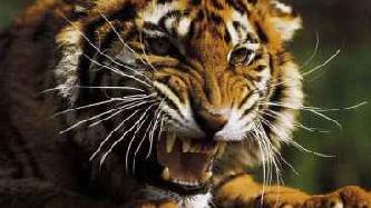 Амурский тигр (лат. Panthera tigris altaica)