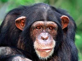 Обезьяна шимпанзе (Pan)