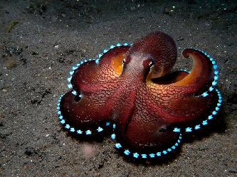 Морской осьминог (лат. Octopoda)